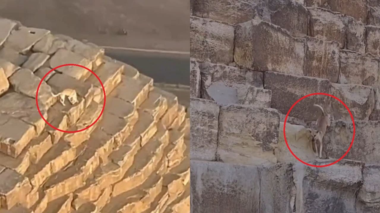 Imagem da notícia: Caramelo sobe e desce topo da maior pirâmide do Egito (Gizé) como um “divo”; confira vídeos