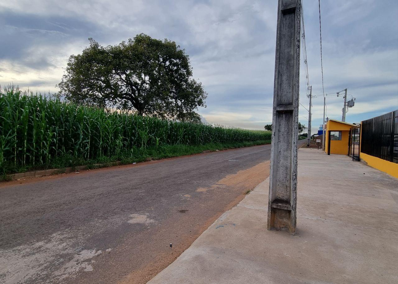 Imagem da notícia: Pequizeiro que produz frutos fora de época, em pleno mês de abril, intriga moradores de Guaraí