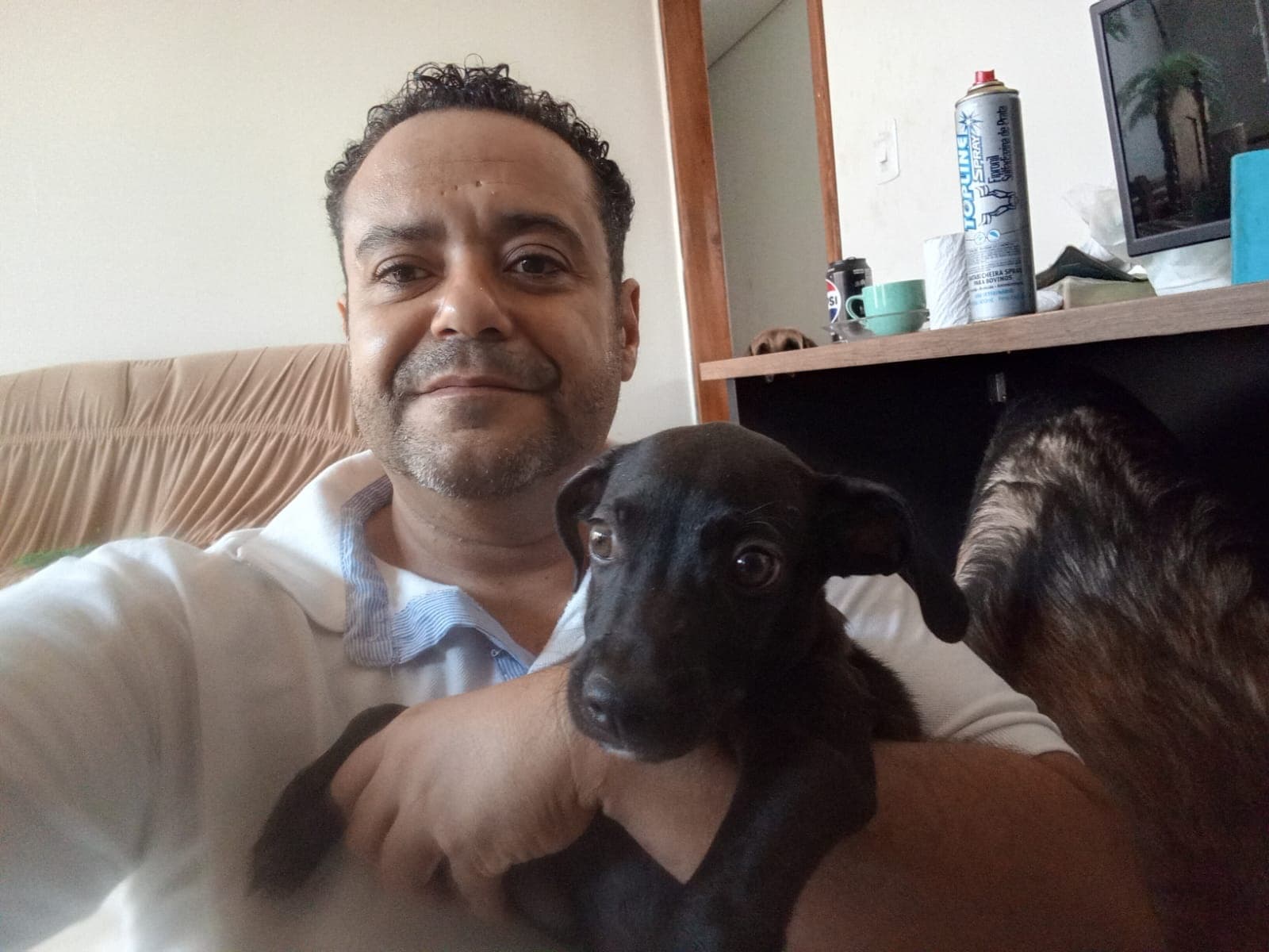 Foto da notícia: Cãozinho encontrado ferido dentro de um saco de lixo é adotado e se recupera bem em Guaraí
