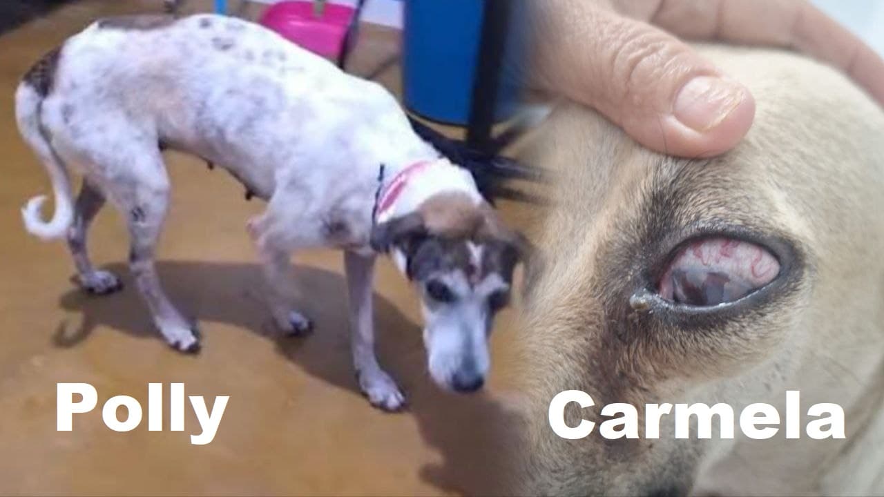 Foto da notícia: Campanha em Guaraí busca doações para salvar ‘Polly’, com piometra e ‘Carmela’, que ficou cega