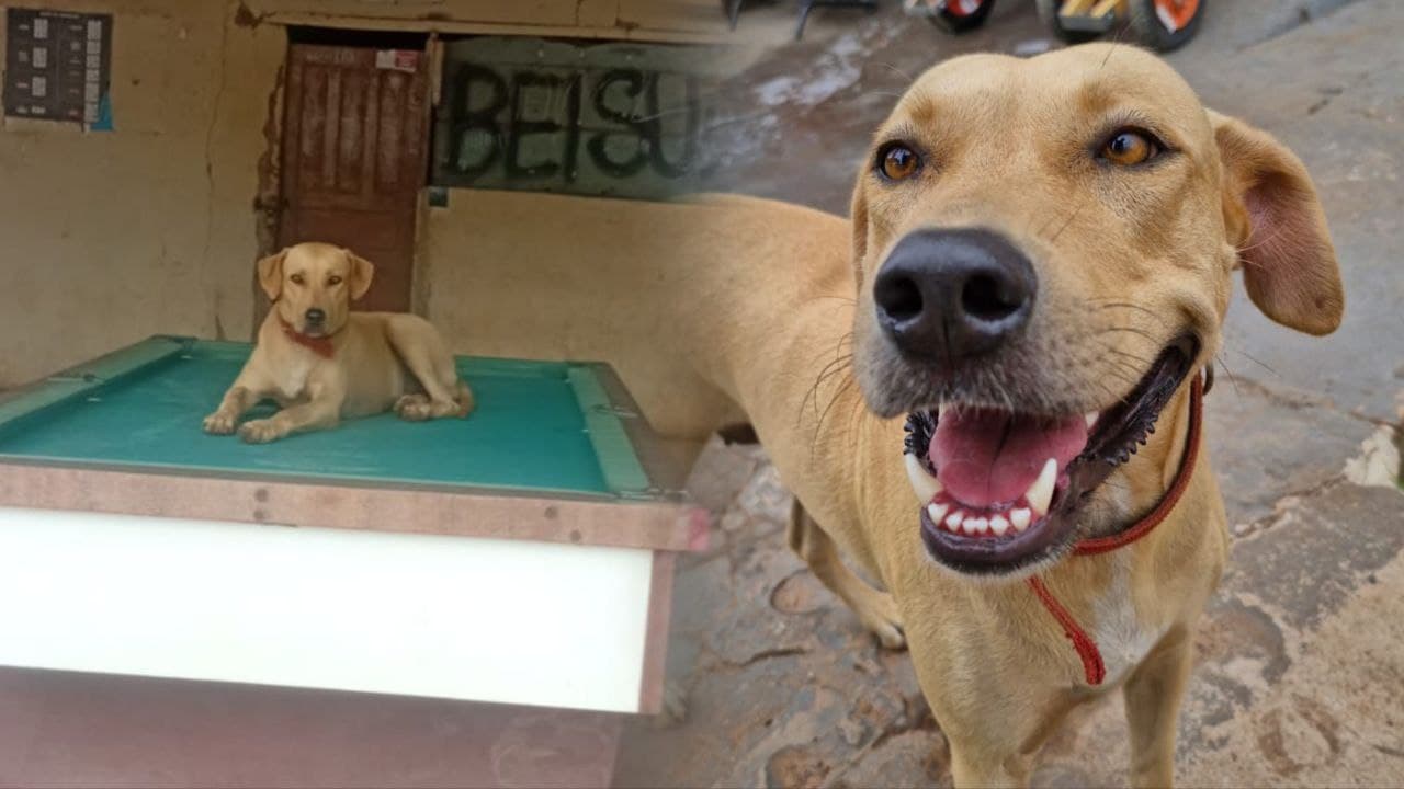 Foto da notícia: Cinco dias após festa flamenguista, “Judite” reaparece deitada em mesa de sinuca há 10Km de Guaraí