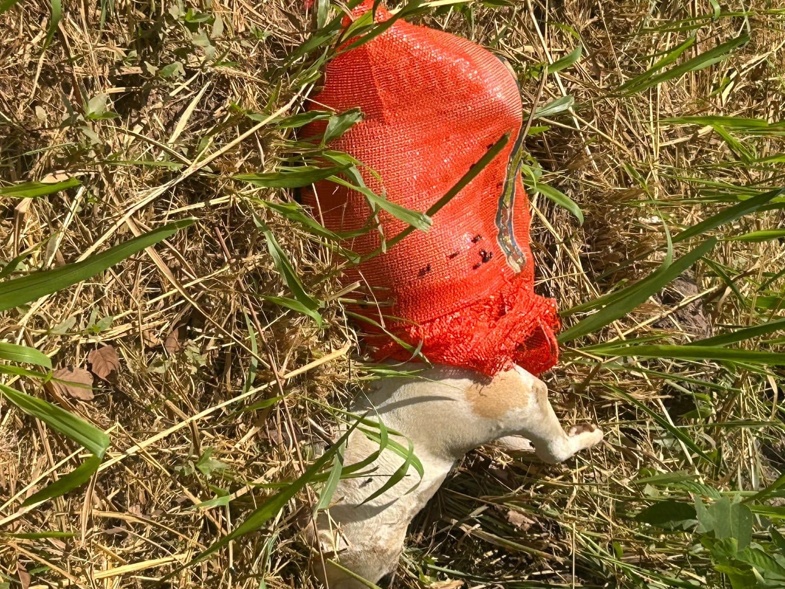Imagem da notícia: População cobra ações mais enérgicas para punir o descarte irregular de lixo na Rua 2 em Guaraí