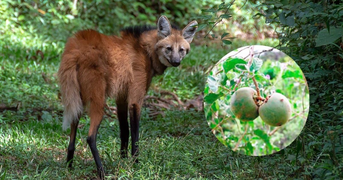 Foto da notícia: Fruto ligado ao lobo-guará, símbolo de Guaraí, pode ajudar no tratamento do câncer de bexiga