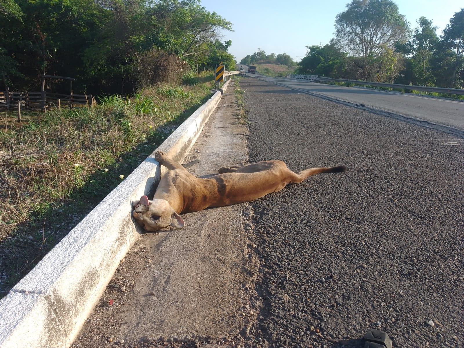 Onça-parda (macho) é encontrada morta na BR-153, bem próximo do perímetro urbano de Guaraí