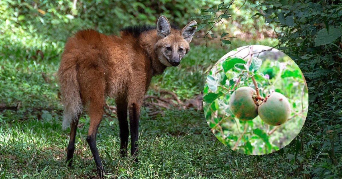 Fruto ligado ao lobo-guará, símbolo de Guaraí, pode ajudar no tratamento do câncer de bexiga