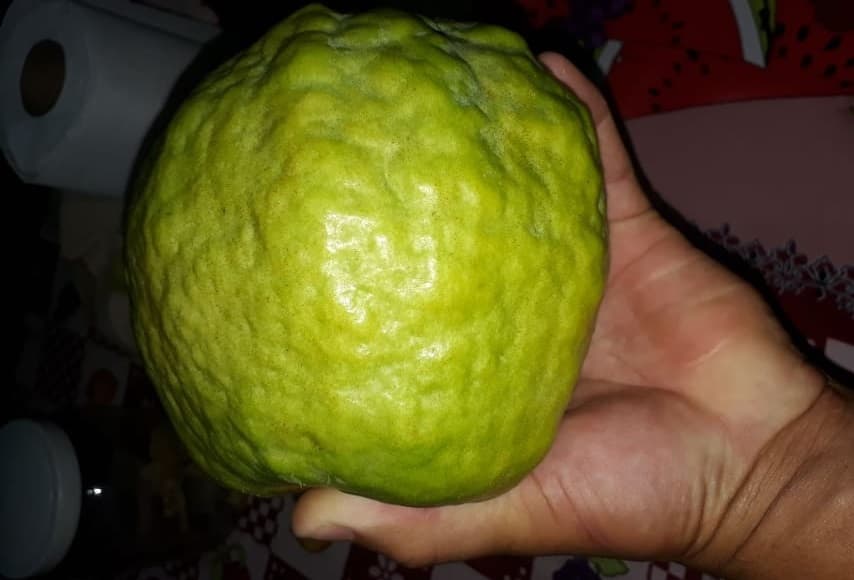 Imagem da notícia: Morador de Guaraí colhe goiaba tamanho gigante de quase 1Kg cultivada no quintal de casa