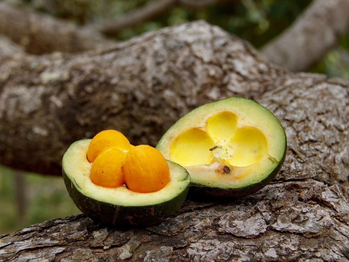 Imagem da notícia: PRF aposentado que trabalhou em Guaraí lança “Pequi 100 Caroço” em Palmas, o seu 2º livro