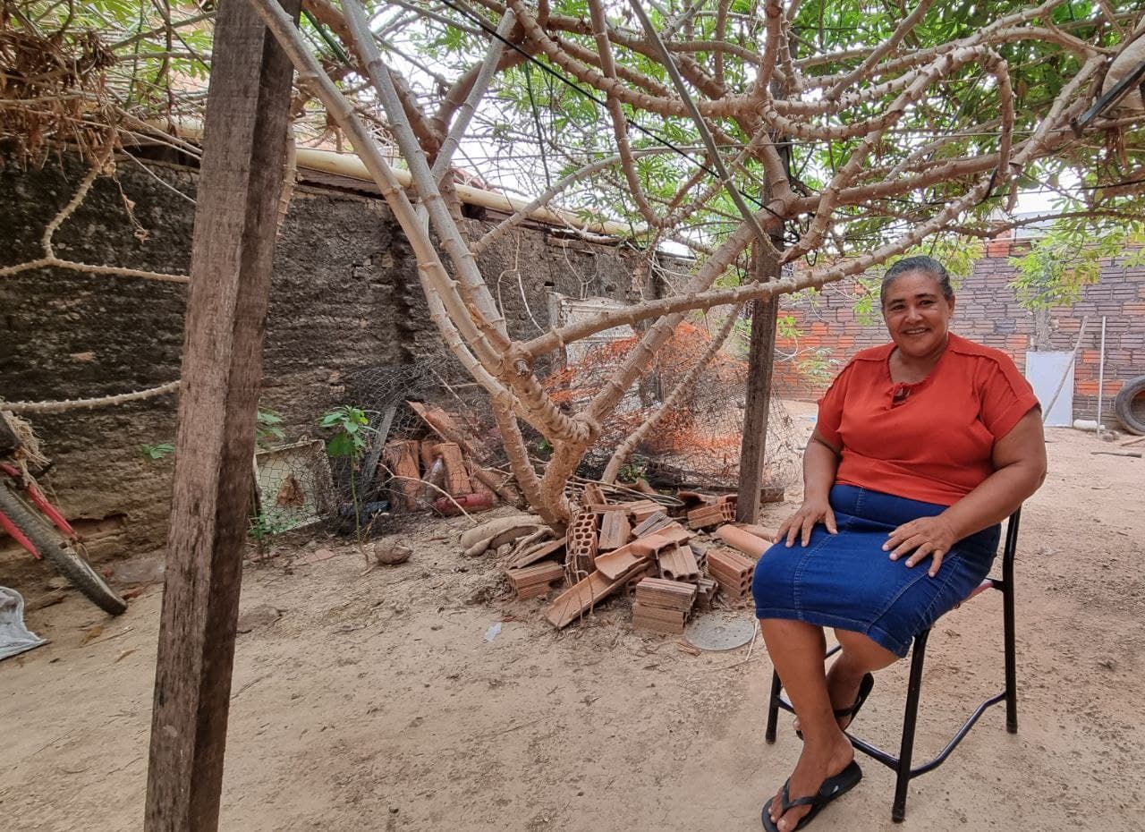 Imagem da notícia: Pé de mandioca gigante cultivado em pleno perímetro urbano de Guaraí ocupa área de 100m²