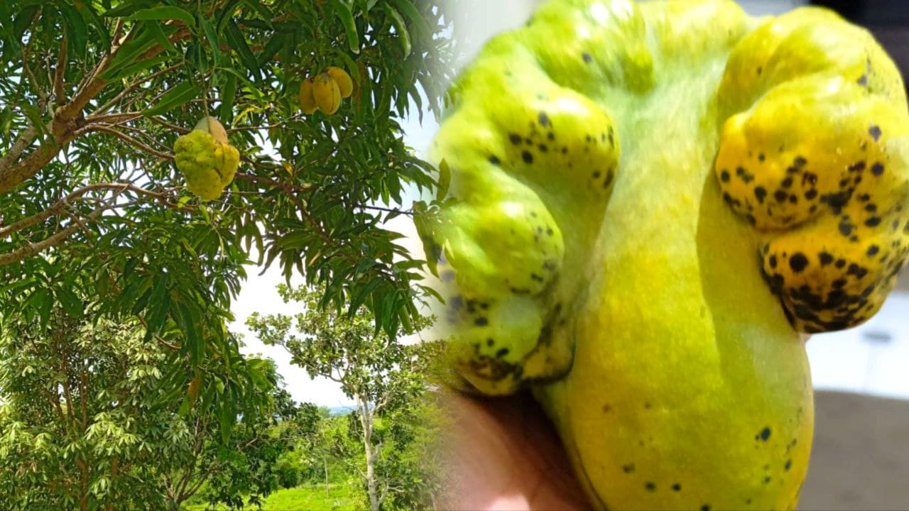 Foto da notícia: Apelidada de “alienígena”, manga com aspecto único chama atenção e gera curiosidade em Guaraí