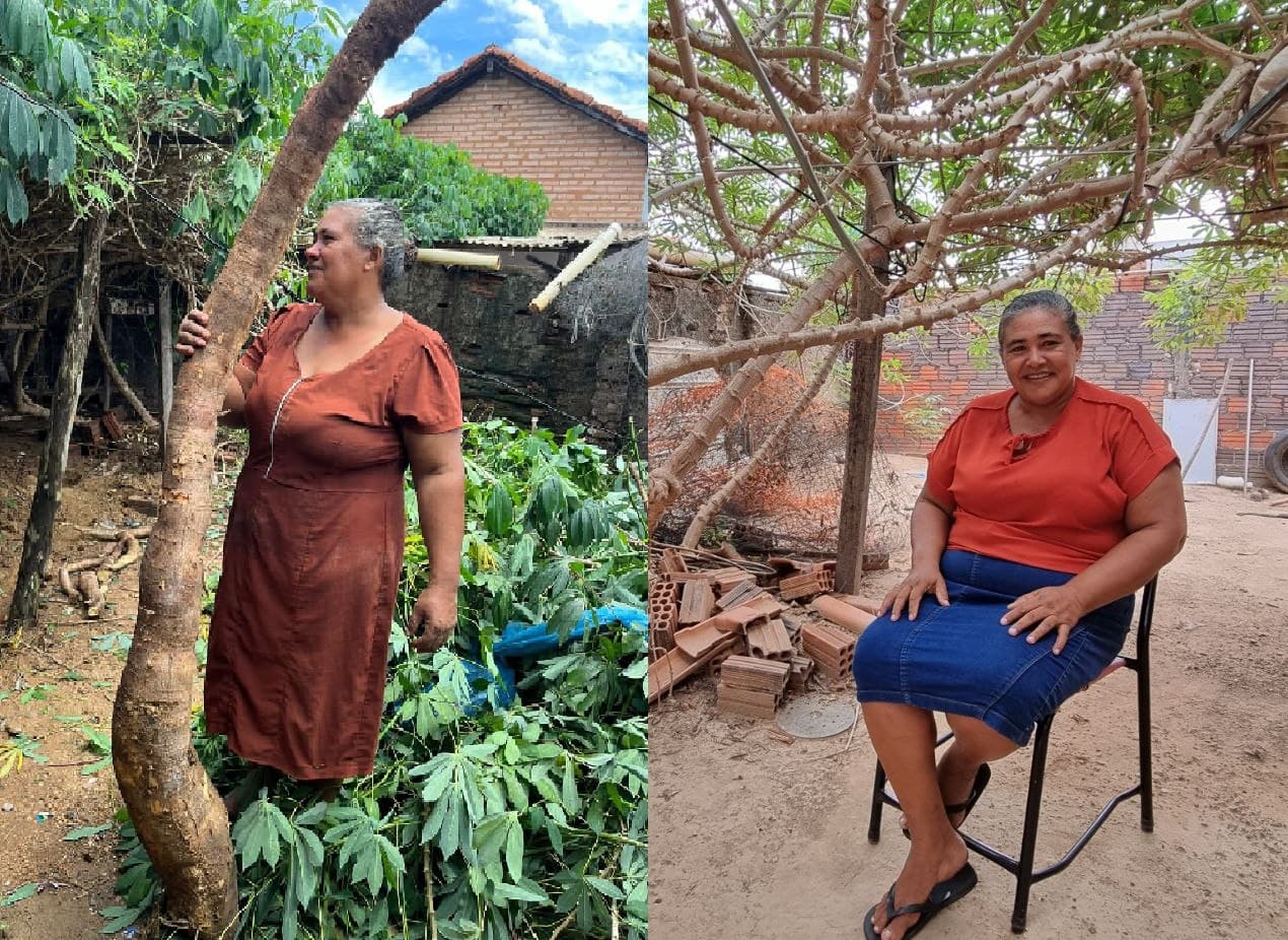 Imagem da notícia: Dona de pé de mandioca gigante plantado no quintal colhe raiz com mais quatro metros em Guaraí