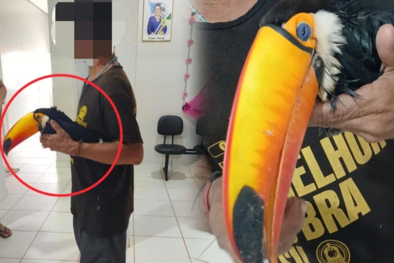 Imagem da notícia: Homem leva tucano ferido para unidade de saúde de humanos e a cena repercute em Guaraí