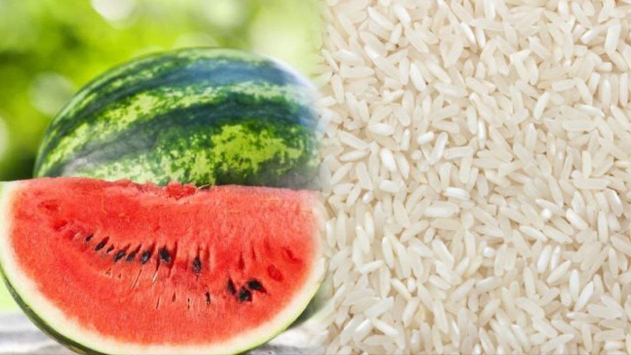 Foto da notícia: Guaraí lidera faturamento com produção de melancia, sendo 3º em relação ao arroz no Tocantins