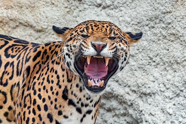 Imagem da notícia: Jovem fica ferida após atropelar onça-pintada ‘gigante’ em Guaraí; animal teria atravessado a pista