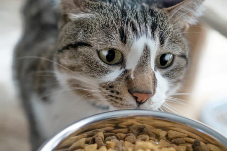 Imagem da notícia: Protetores denunciam ameaças após oferecerem água e comida para gatos abandonados em Guaraí