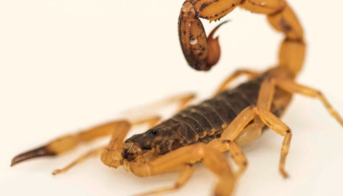 Imagem da notícia: Espécie perigosa e mortal de escorpião encontrada em Guaraí mobiliza equipes de vigilância