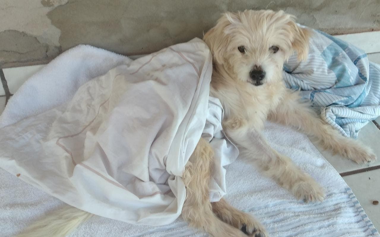 Imagem da notícia: Voluntários lutam para salvar cãozinho atropelado em Guaraí; pet precisa passar por cirurgia urgente