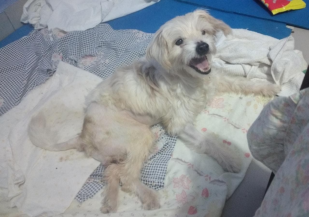 Imagem da notícia: Cãozinho Leoni lutou como um leão pela vida, mas infelizmente partiu após 22 dias de internação