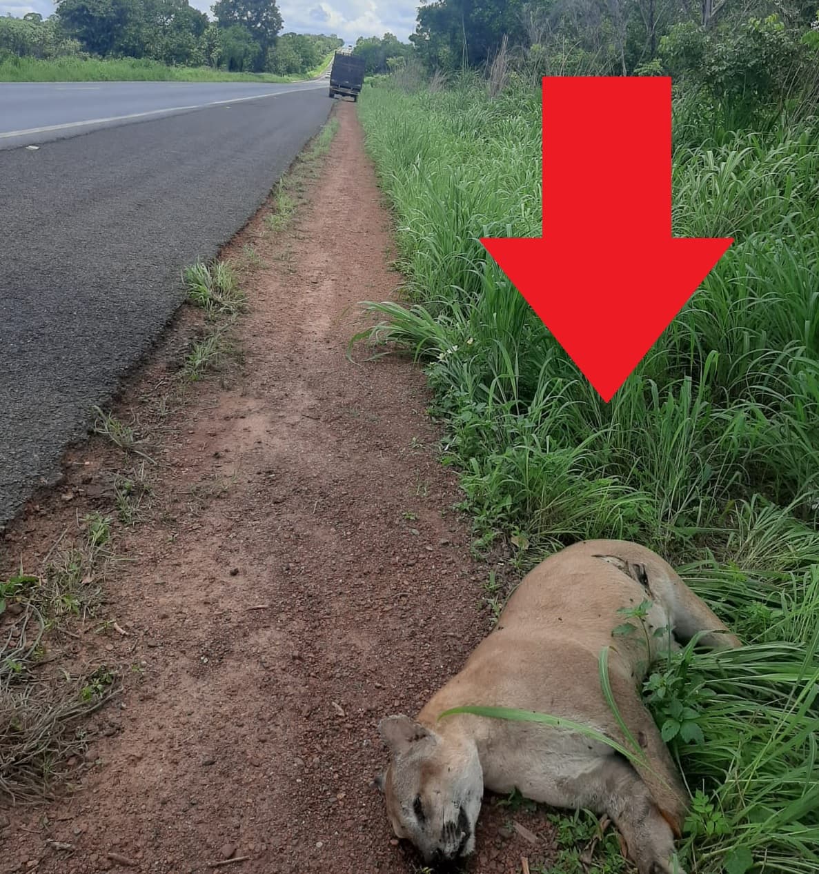 Imagem da notícia: Onça-parda é encontrada morta às margens da BR-153 entre os municípios de Tabocão e Guaraí