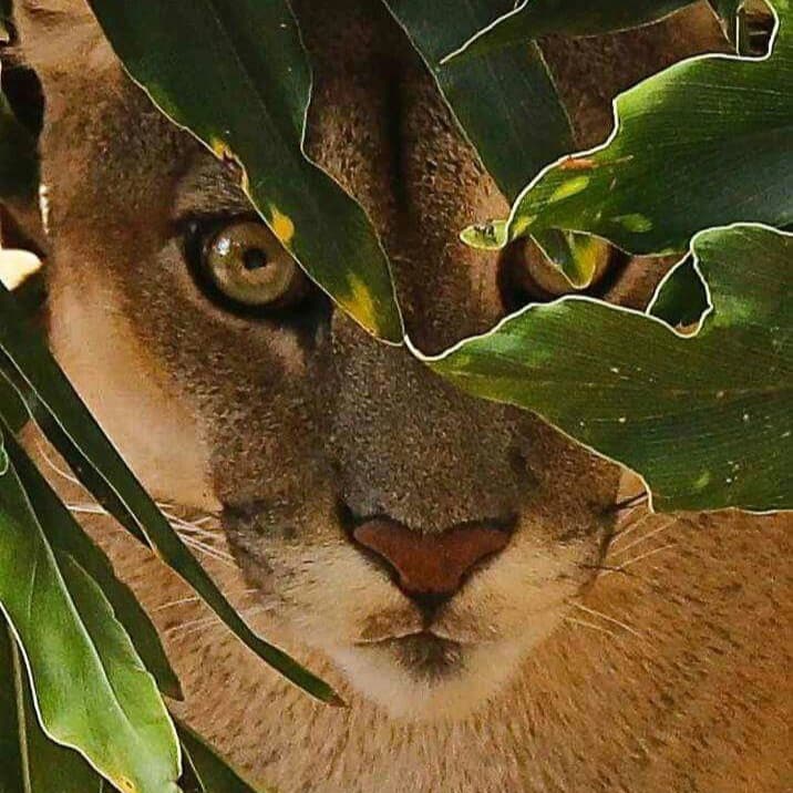 Imagem da notícia: Avistamento de onça-parda no perímetro urbano de Guaraí repercute por meio das redes sociais