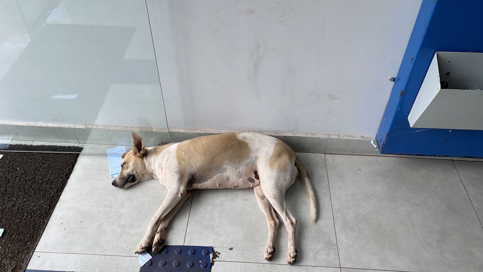 Foto da notícia: Morre “Carmela”, cadelinha comunitária de Guaraí com história parecida a de “Orelha” em Florianópolis