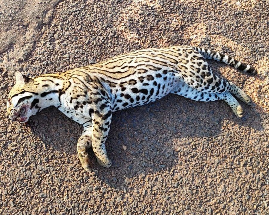 Imagem da notícia: Jaguatirica é encontrada morta bem próximo de onde onça-parda morreu atropelada recentemente