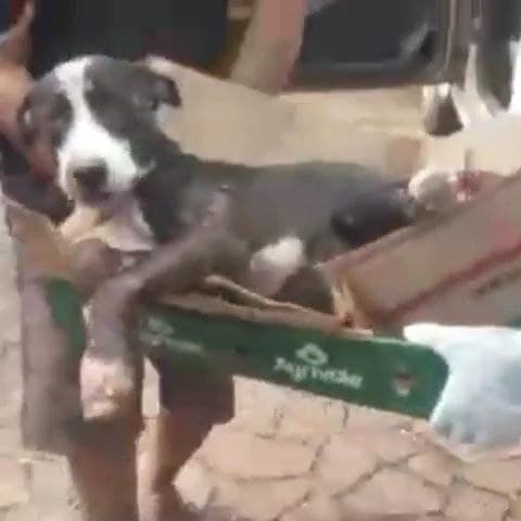 Imagem da notícia: Caso envolvendo cão atropelado demonstra a realidade e o descaso com animais de rua em Guaraí