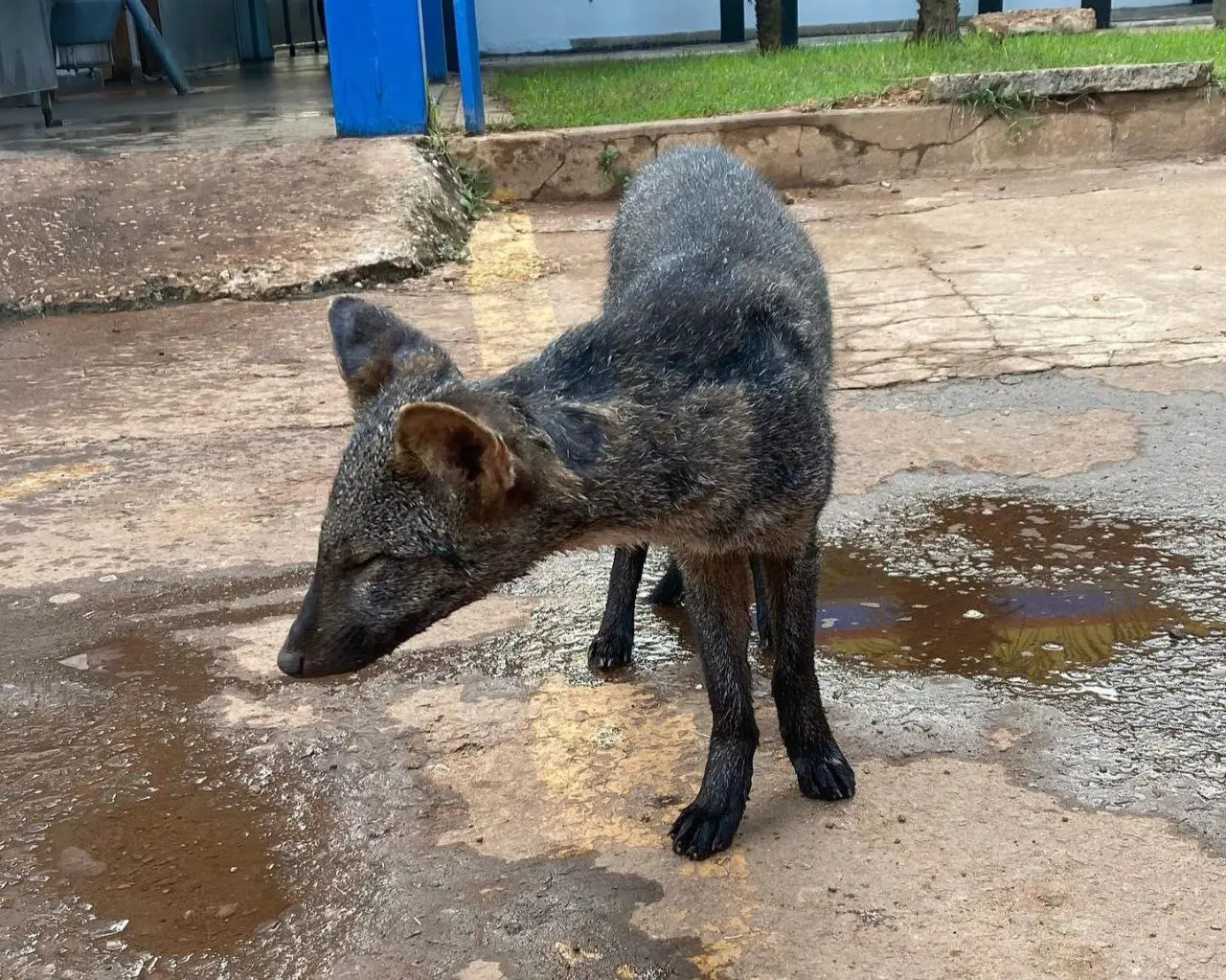 Imagem da notícia: “Lobinho” atropelado é resgatado por biólogos voluntários em Guaraí; animal estava debilitado