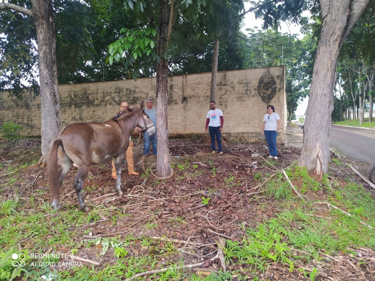 Imagem da notícia: Mula em situação de abandono e com “bicheira” é resgatada após apelos de moradores em Guaraí