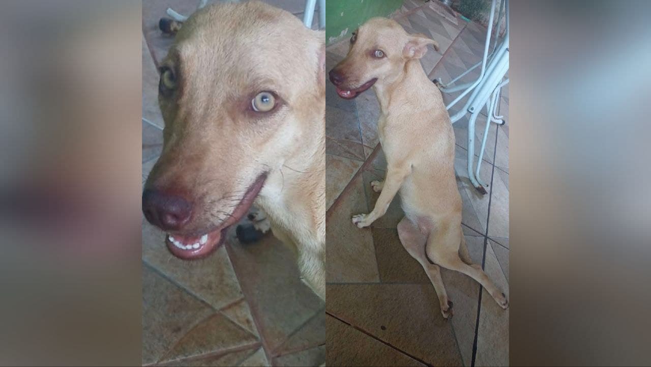 Imagem da notícia: Voluntários buscam doações para salvar “Esperança”, vira-lata de rua que foi atropelada em Guaraí