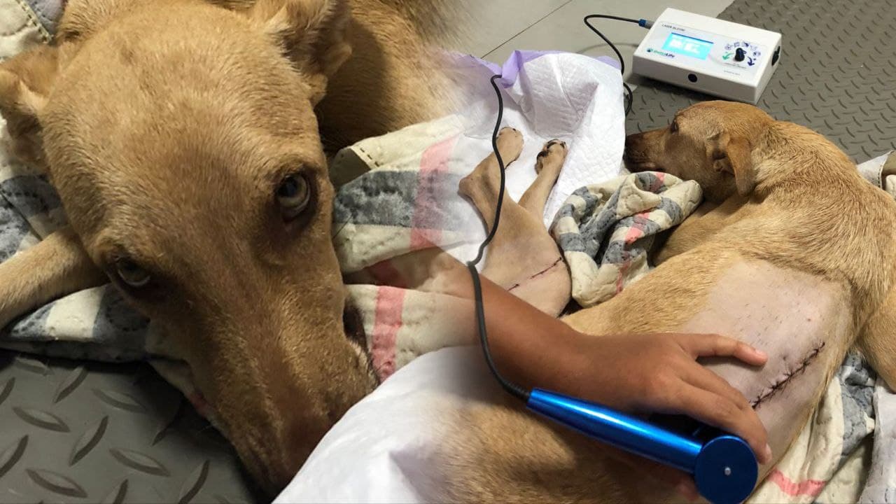 Foto da notícia: Morre “Esperança”, cadelinha atropelada em Guaraí, que mobilizou vaquinha e voluntários