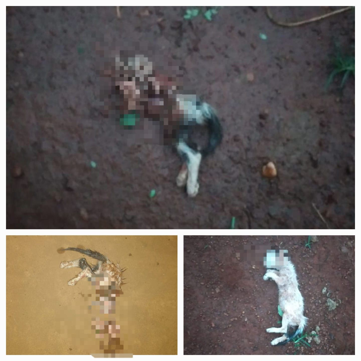 Imagem da notícia: Gatinhos deixados no portão de abrigo para animais em Guaraí morrem ao ser atacados por cães