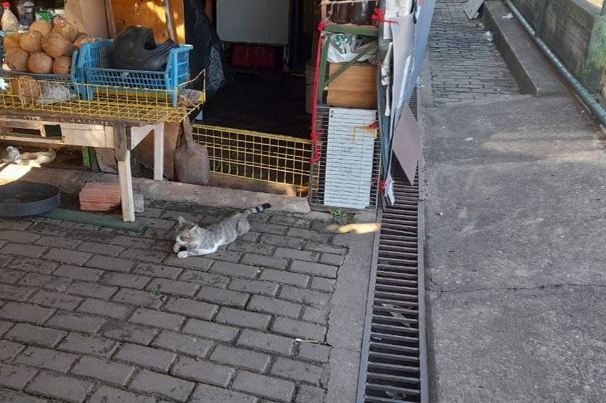 Imagem da notícia: Denúncia aponta que gatos estão sendo mortos com uso de soda cáustica na “Feira Coberta” de Guaraí