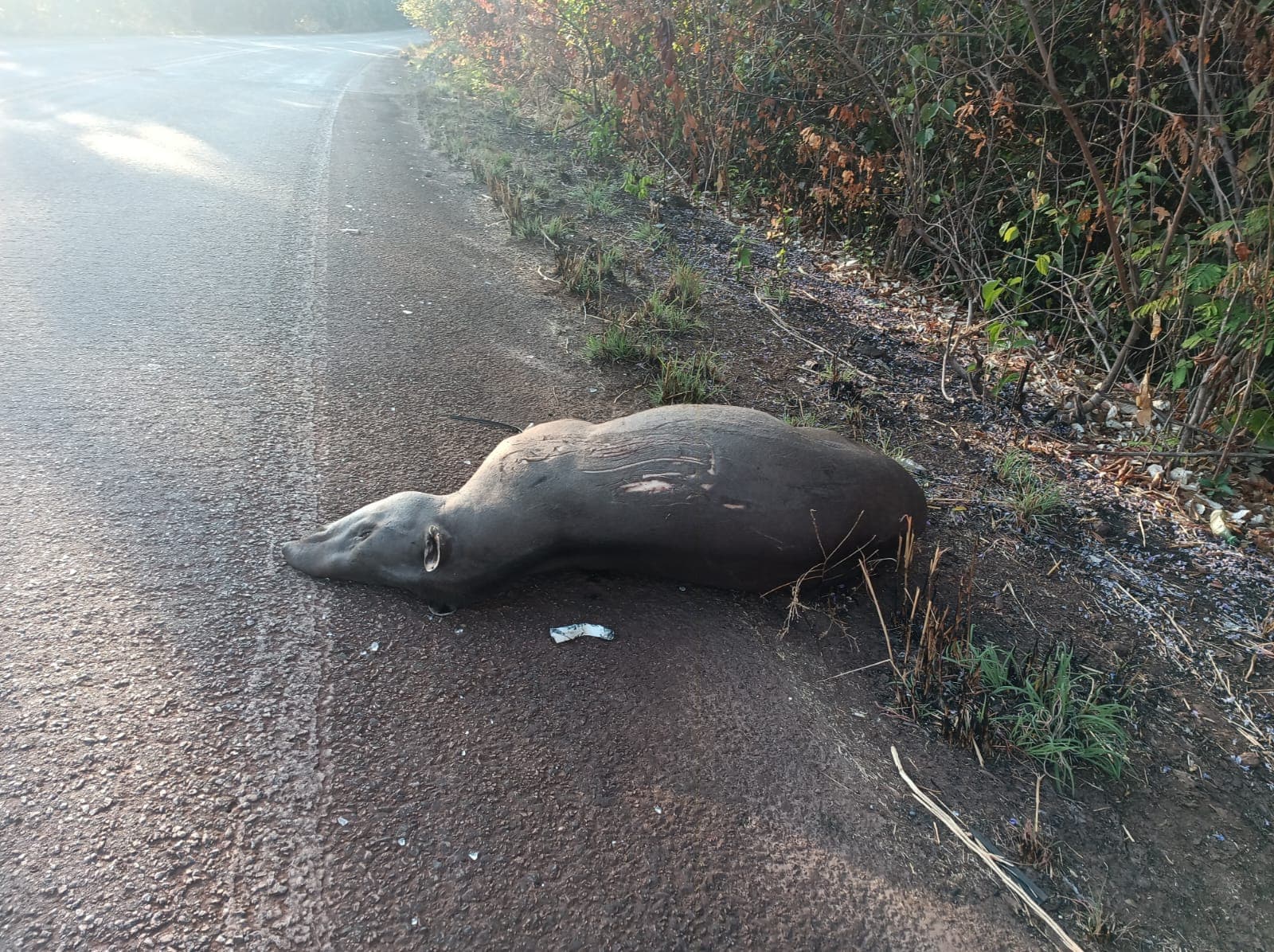 Imagem da notícia: De difícil visualização, anta é avistada morta e com sinais de atropelamento entre Guaraí e Colméia