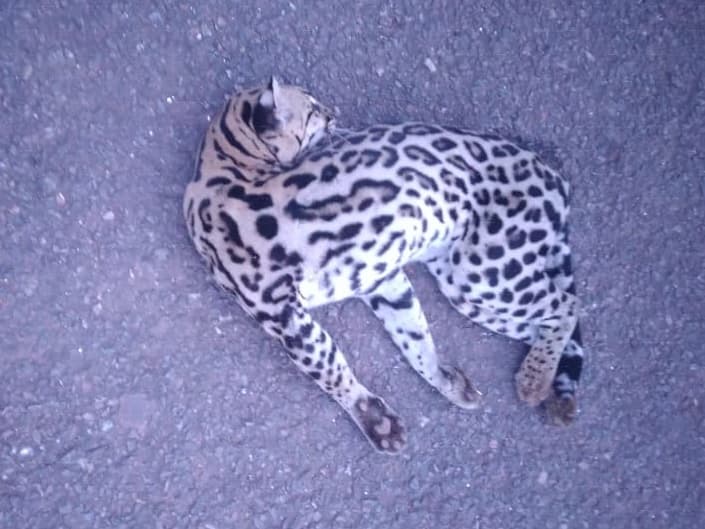 Imagem da notícia: Mais um felino selvagem é encontrado morto em Guaraí; animal teria sido vítima de atropelamento