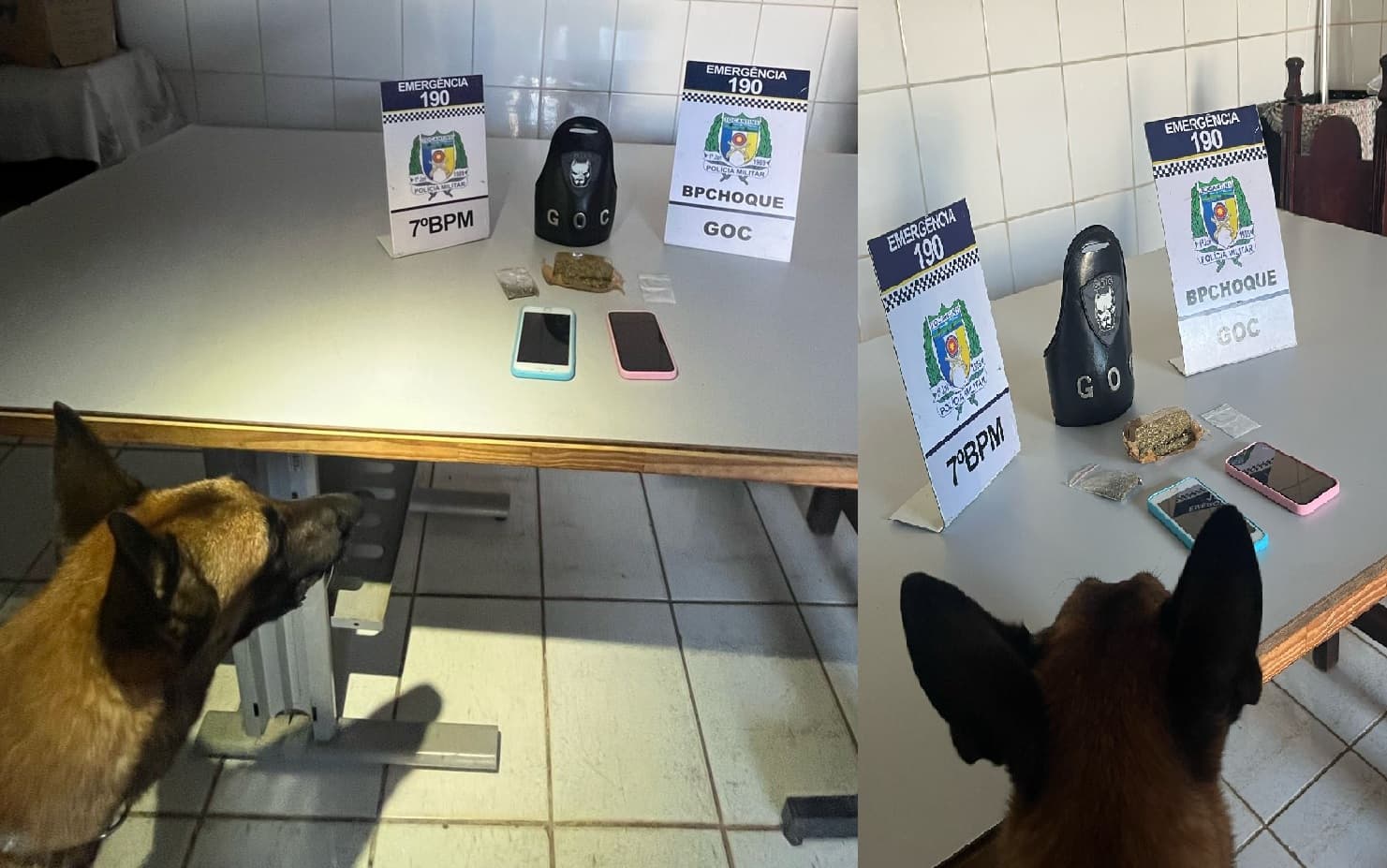 Imagem da notícia: Cão farejador “Sniper” auxilia polícia na apreensão de drogas e prisão de suspeito em Guaraí
