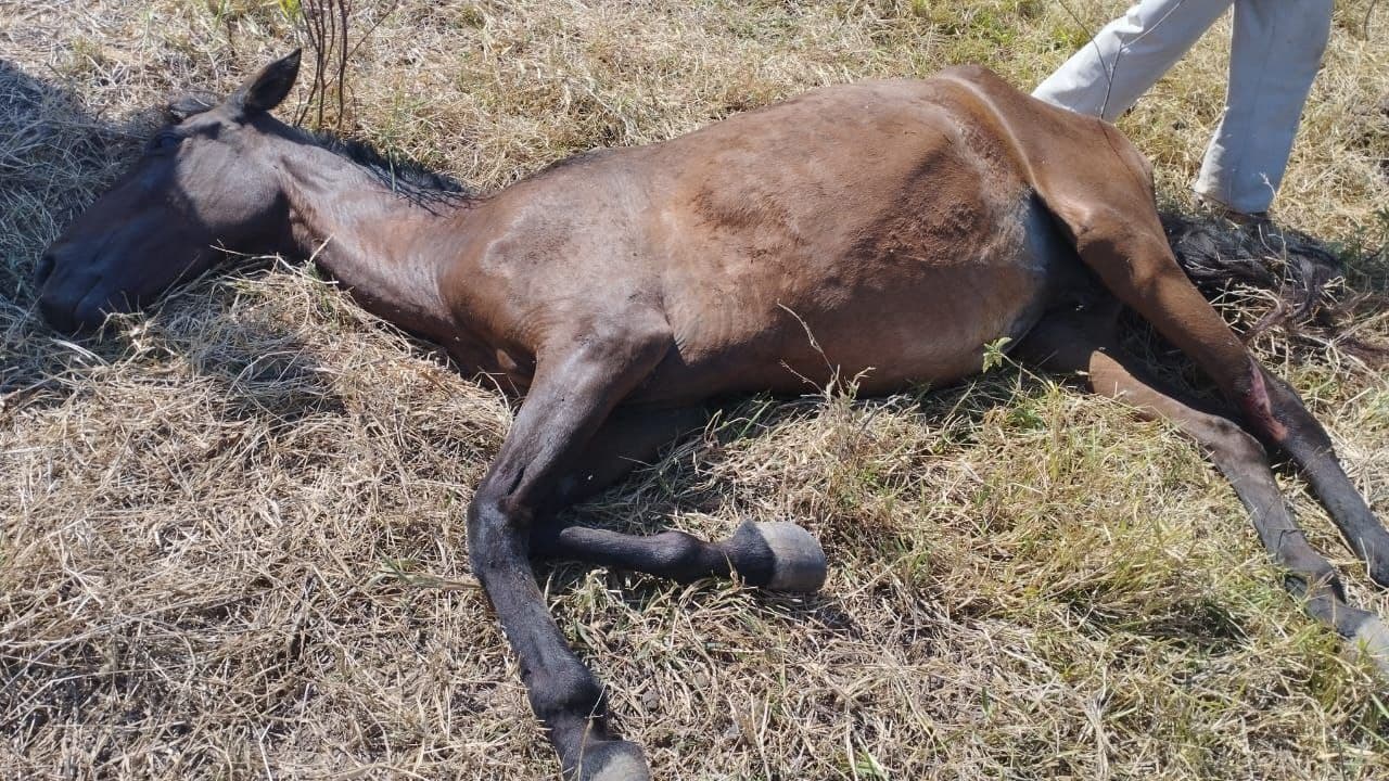 Imagem da notícia: Égua morre após sofrer possível estupro em Guaraí; animal tinha um filhote de apenas 4 meses