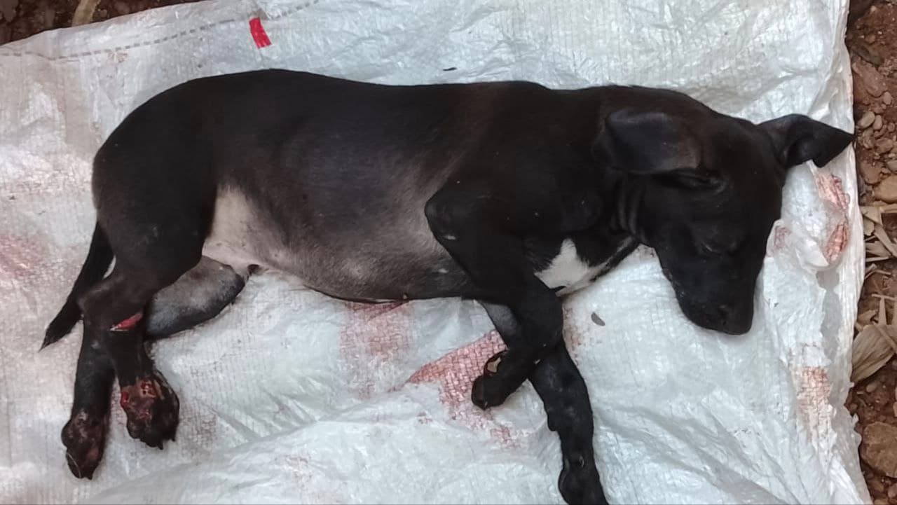 Imagem da notícia: Moradora pede ajuda para salvar cãozinho encontrado ferido dentro de saco de lixo em Guaraí