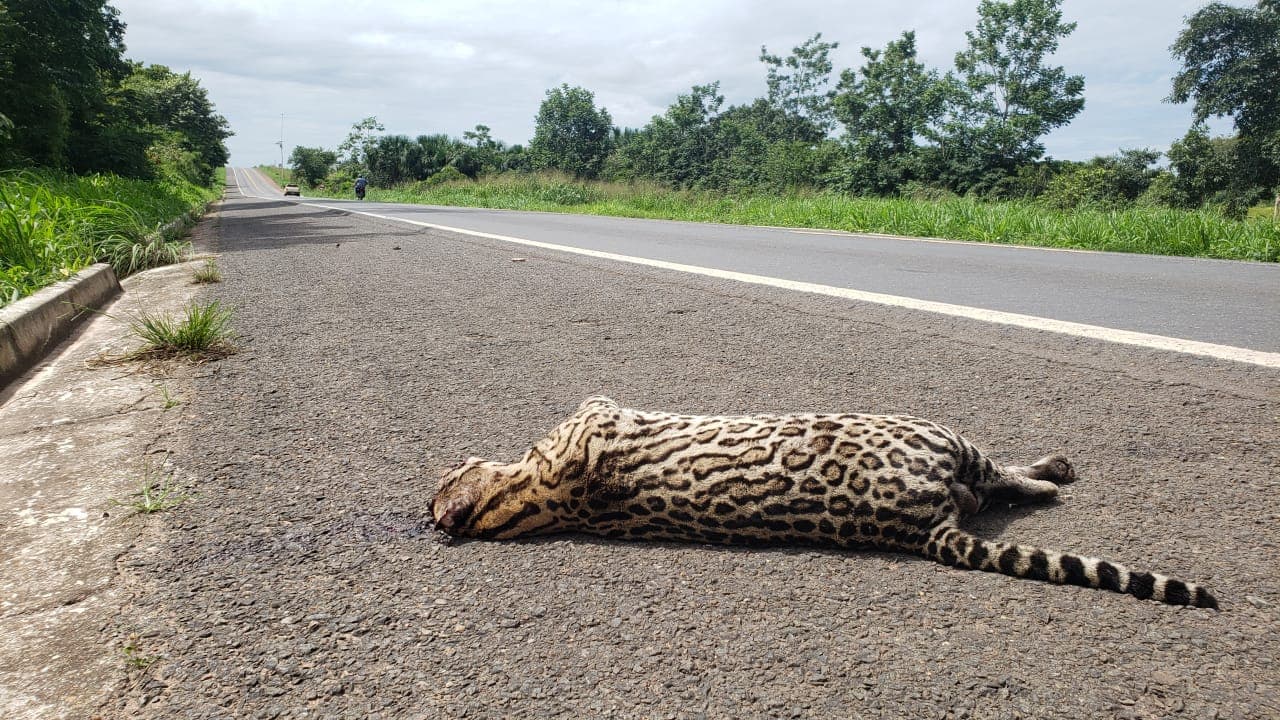 Imagem da notícia: Jaguatirica é encontrada morta em Guaraí; animal foi atropelado próximo de “pardal” na BR-153