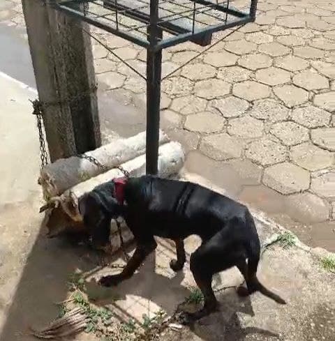Imagem da notícia: Acorrentada, cadela vira-lata é abandonada sem água e sem comida em pleno Centro de Guaraí