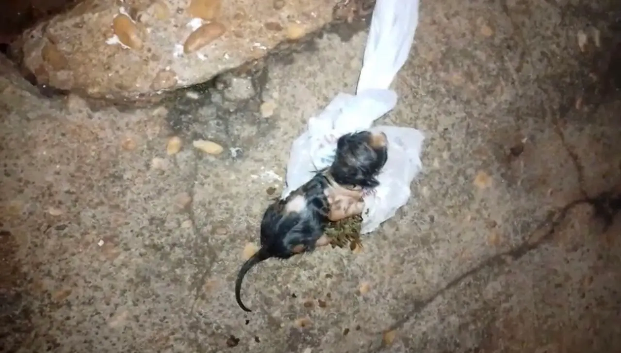 Imagem da notícia: Morador resgata gatinho recém-nascido que foi descartado em tambor de lixo no Centro de Guaraí