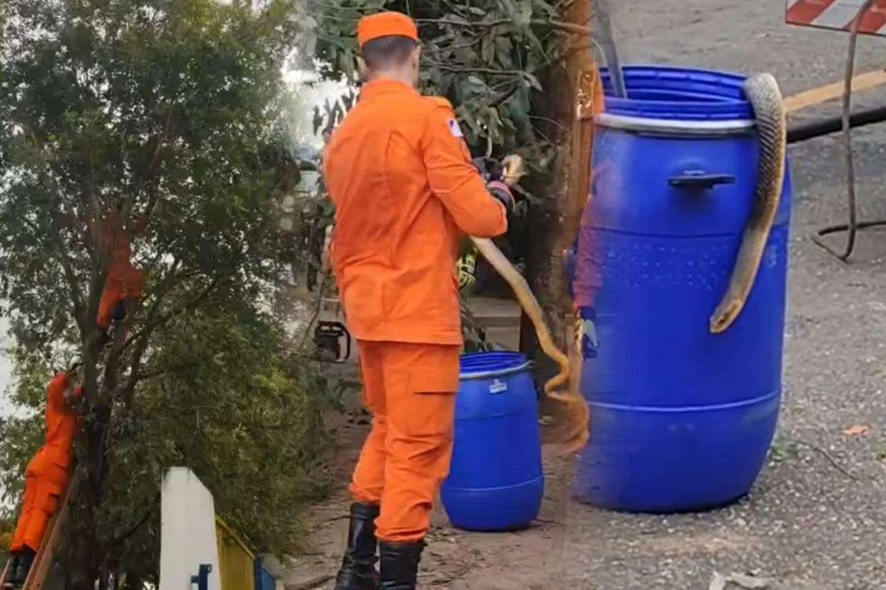 Foto da notícia: Cobra com mais de 1,5 metros é retirada do topo de árvore em frente à escola infantil de Guaraí
