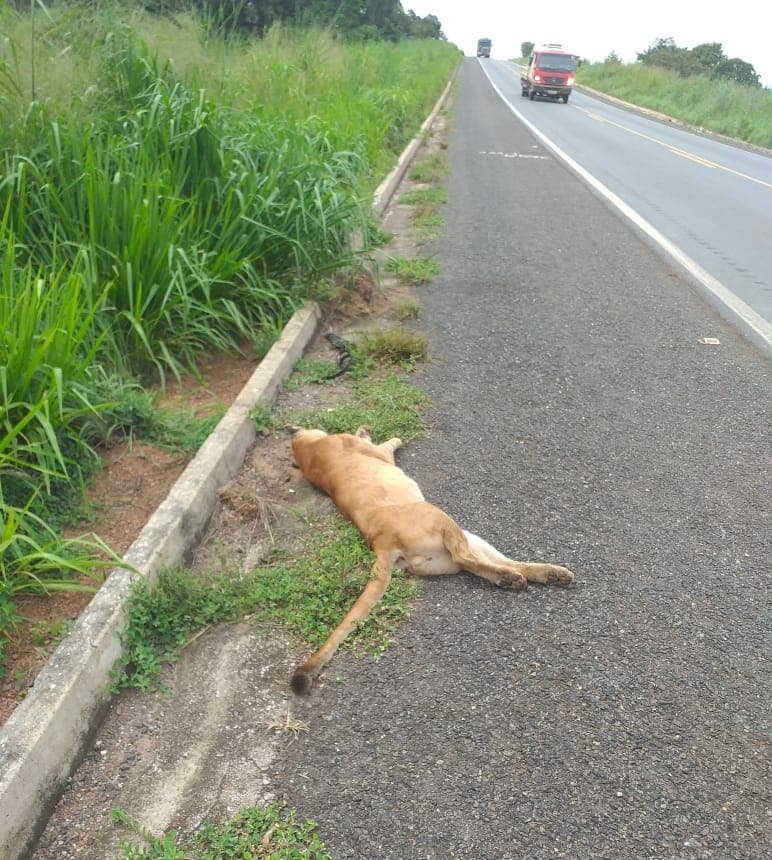 Imagem da notícia: Mais uma onça-parda é encontrada morta na BR-153 em Guaraí, desta vez próximo da divisa com Kennedy