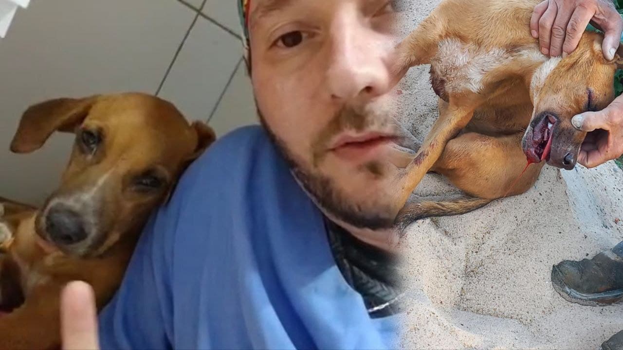 Foto da notícia: Cirurgia de vira-lata vítima de agressão covarde é realizada; pet já tem até interessados em adotá-lo