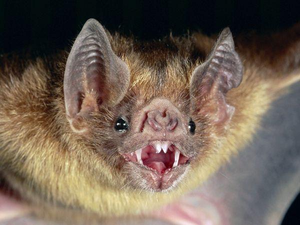 Morcegos que podem transmitir raiva são capturados em Guaraí e outras duas cidades