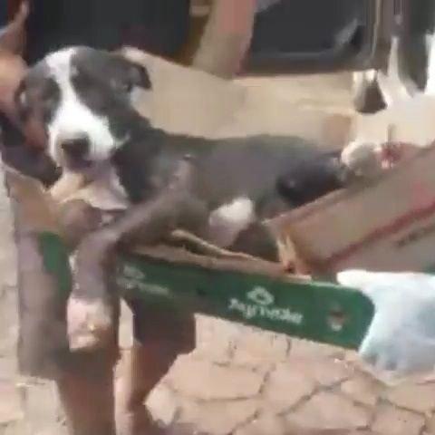 Caso envolvendo cão atropelado demonstra a realidade e o descaso com animais de rua em Guaraí