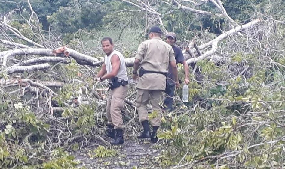 Policiais militares retiram árvores caídas em rodovia estadual situada entre Guaraí e Colméia