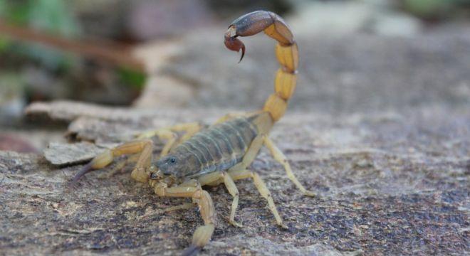 Capturas de escorpiões aumentam consideravelmente em Guaraí, apontam dados do CCZ
