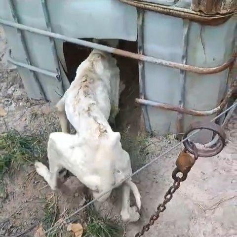 Cadela em visível abandono é acorrentada ‘no pelo’, sem água e comida na zona rural de Guaraí