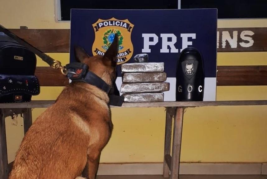 Cães farejadores da PM auxiliam PRF a localizar 51,5Kg de drogas durante abordagens em Guaraí