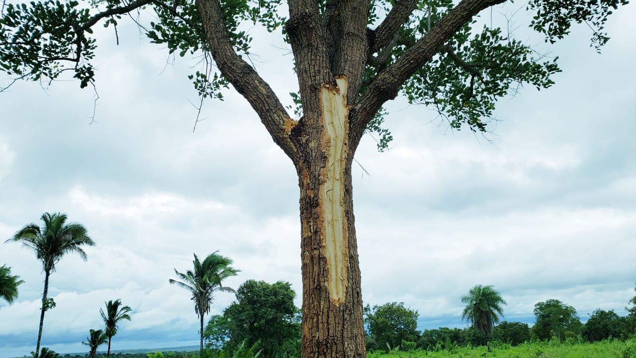 Raio atinge árvore e mata 6 vacas em chácara situada próxima da zona urbana de Guaraí
